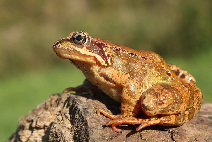 Skokan hnědý II.