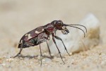 Svižník Cicindela hybrida