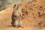 Psoun prériový (Cynomys ludovicianus)