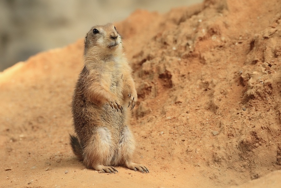 Psoun prériový (Cynomys ludovicianus)