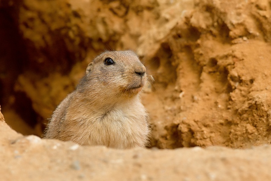 Psoun prériový (Cynomys ludovicianus)