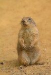 Psoun prériový (Cynomys ludovicianus)