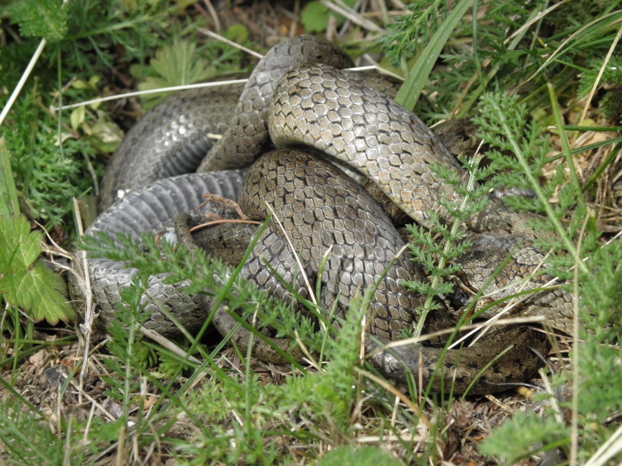 Užovka hladká 