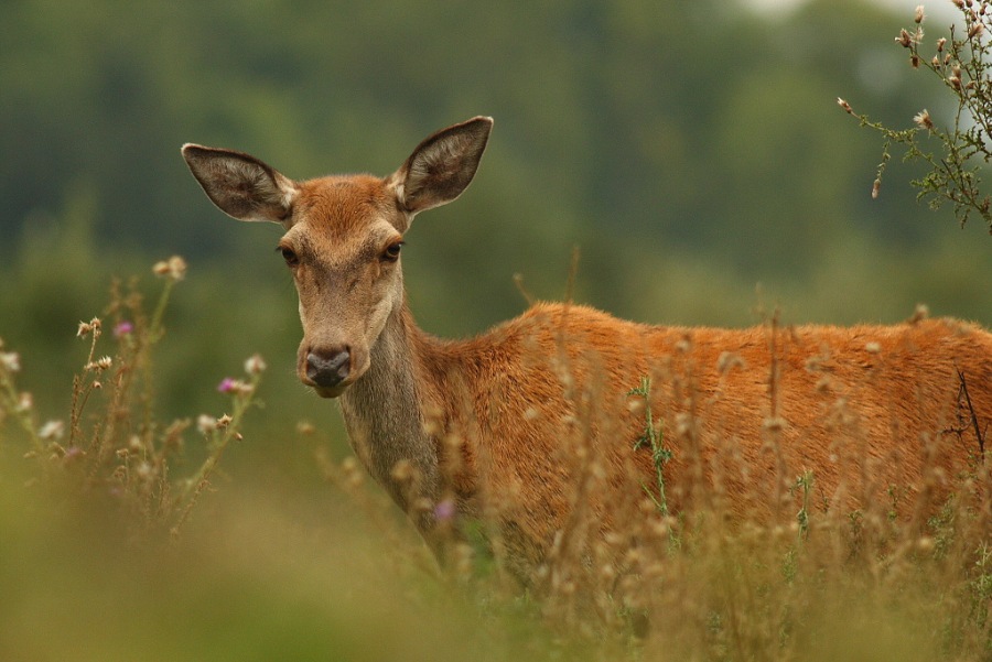 Jelen lesní (Cervus elaphus) 