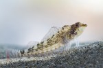 Tripterygium nasus 