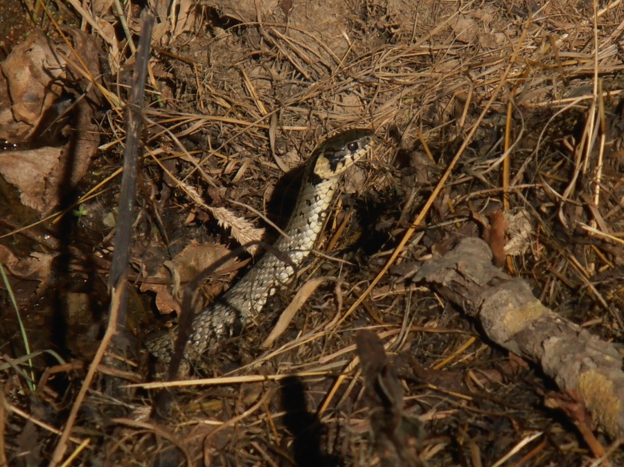 Užovka obojková
