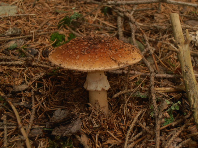 Muchomůrka tygrovaná
