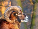 Muflon 