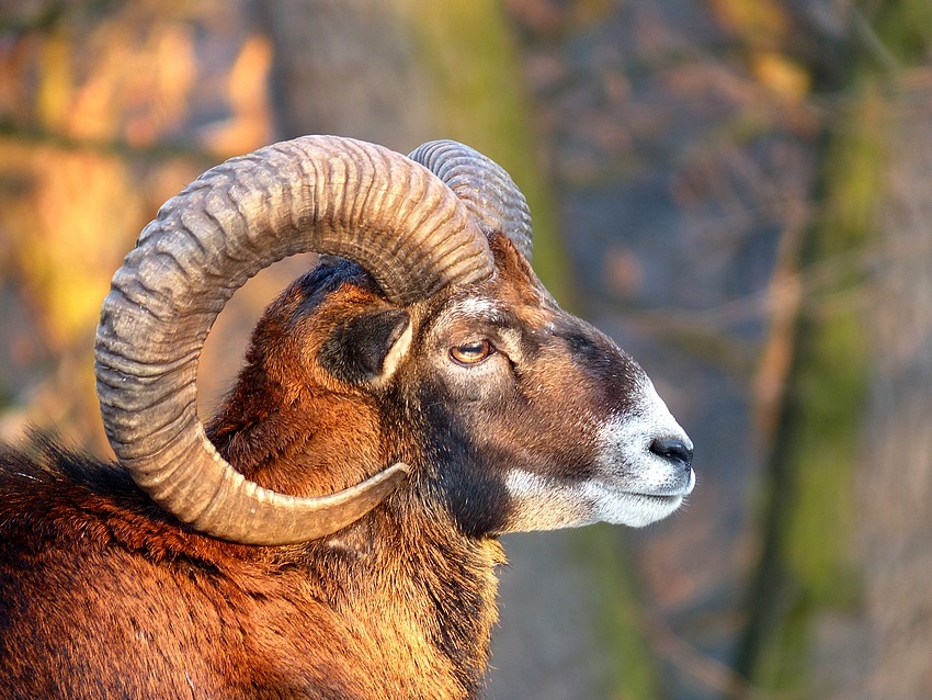 Muflon 