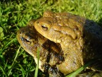 Ropucha obecná 