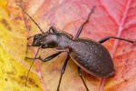 Střevlík Carabus irregularis