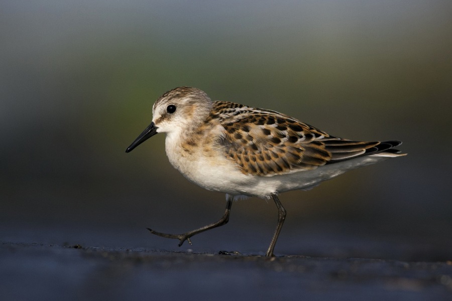 Jespák malý (Calidris minuta)
