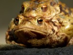 Ropucha obecná 
