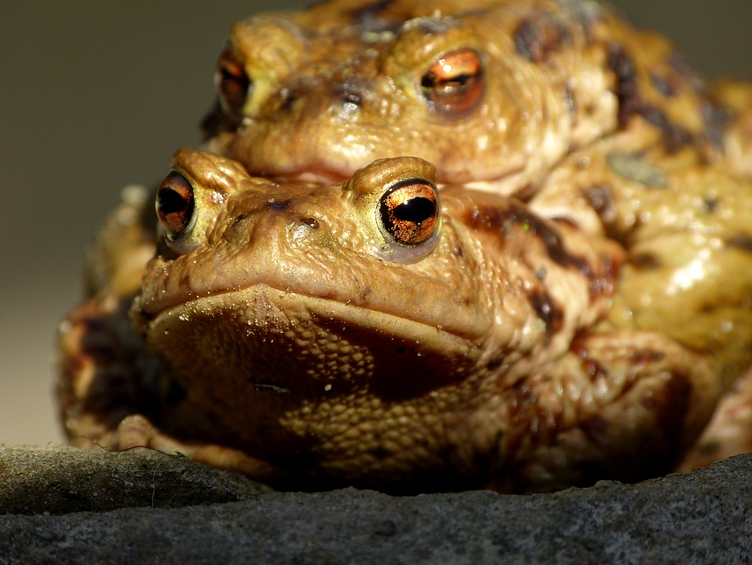 Ropucha obecná 