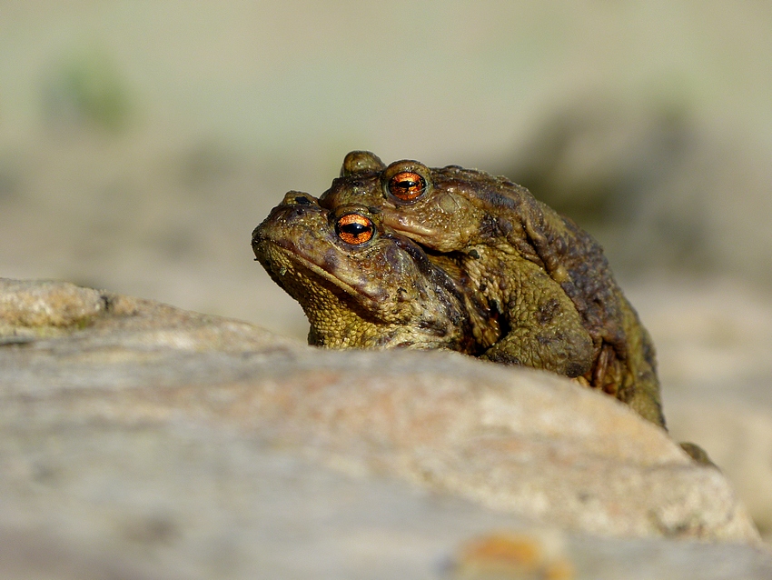 Ropucha obecná 