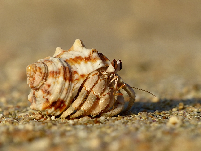 Krab poustevník