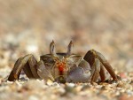 Krab
