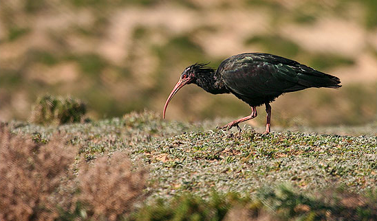 Ibis skalní