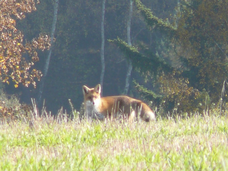 Liška obecná