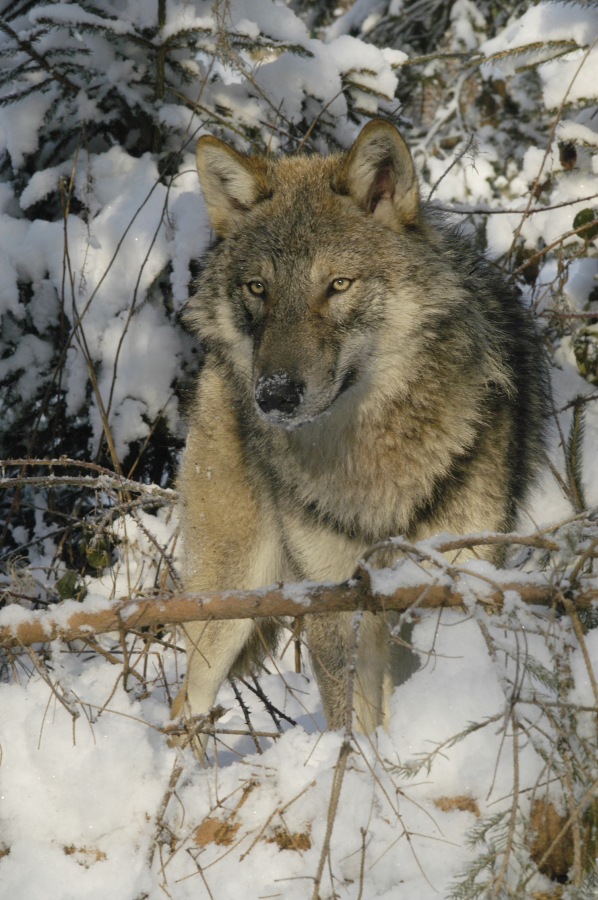 Vlk obecný 