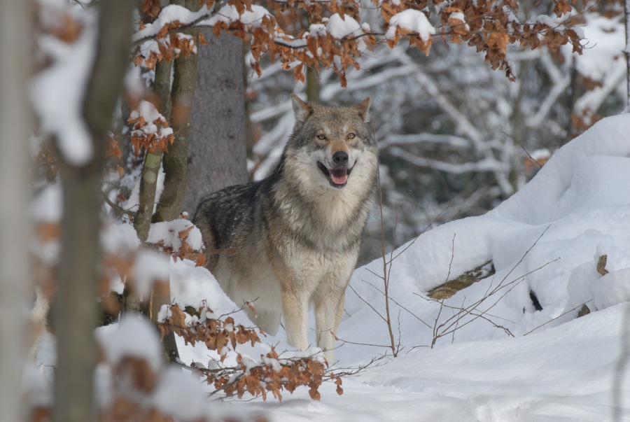 Vlk obecný 