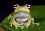 Boophis luteus