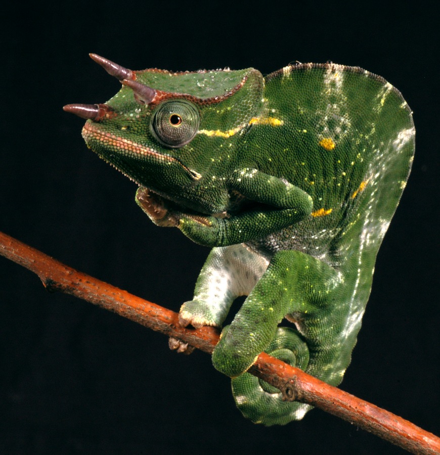 Chameleon