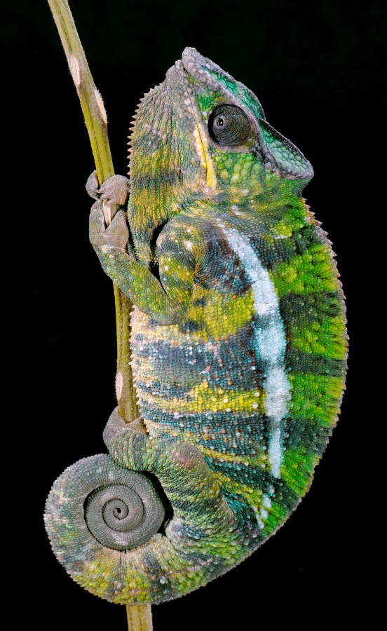 Chameleon