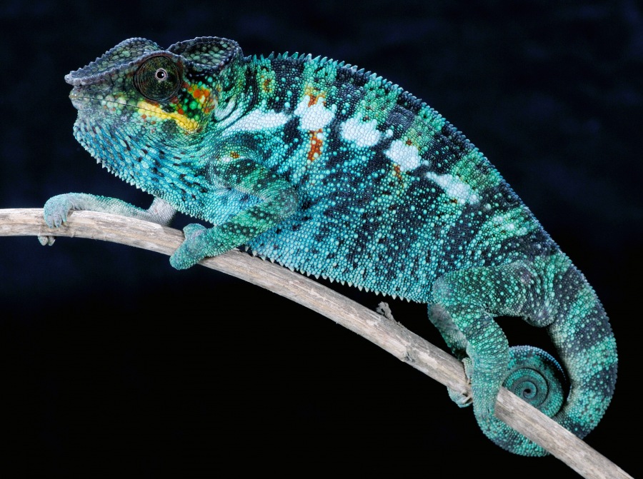 Chameleon