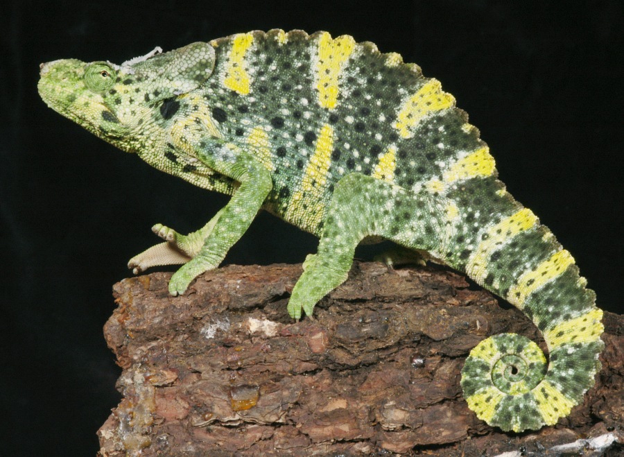 Chameleon