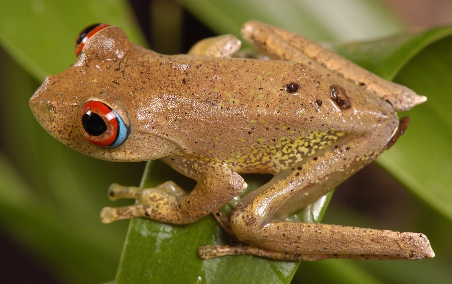 Boophis boehmei