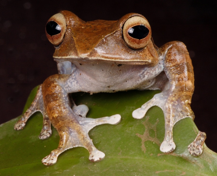 Boophis madagascariensis