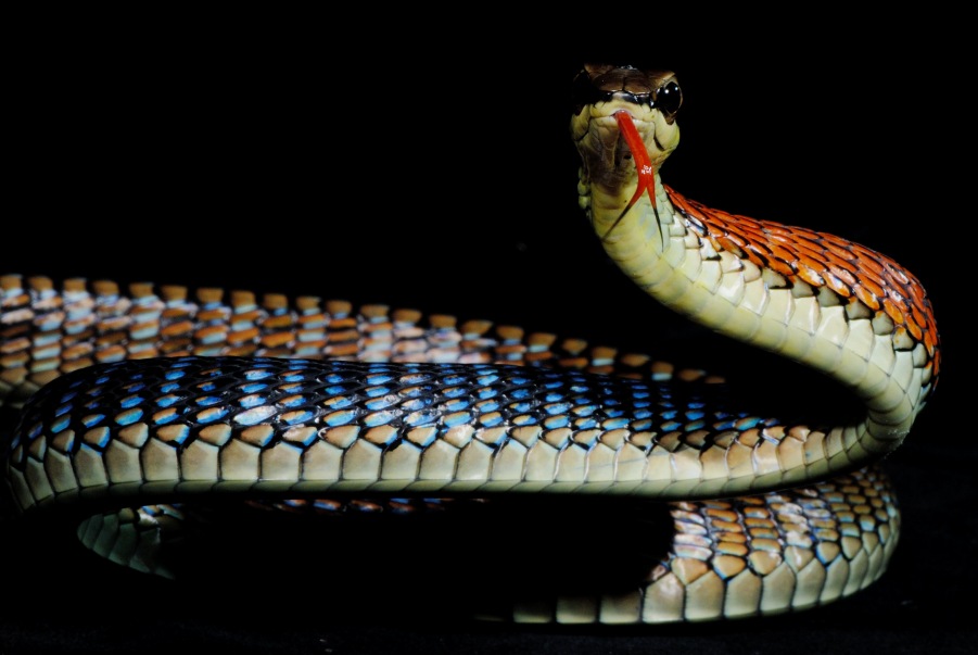 Dendrelaphis cyanochloris 