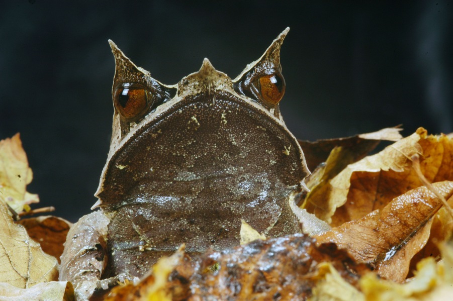 Megophrys nasuta 