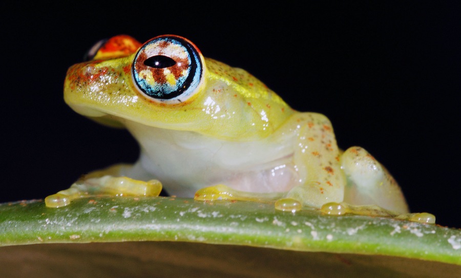 Boophis rapides 