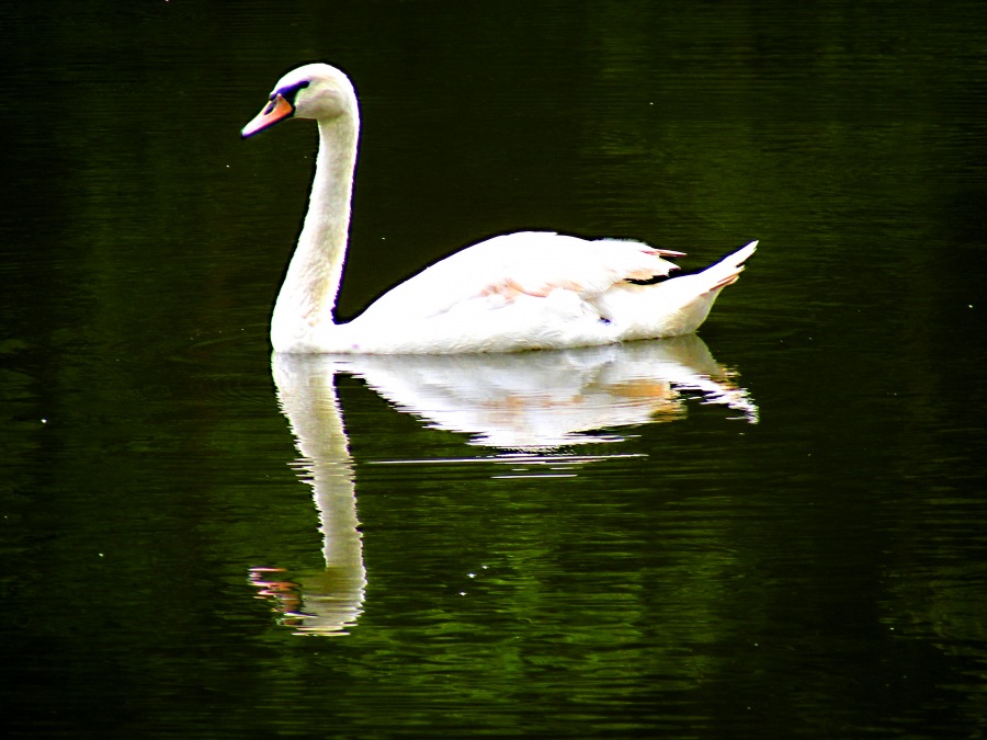 Labuť
