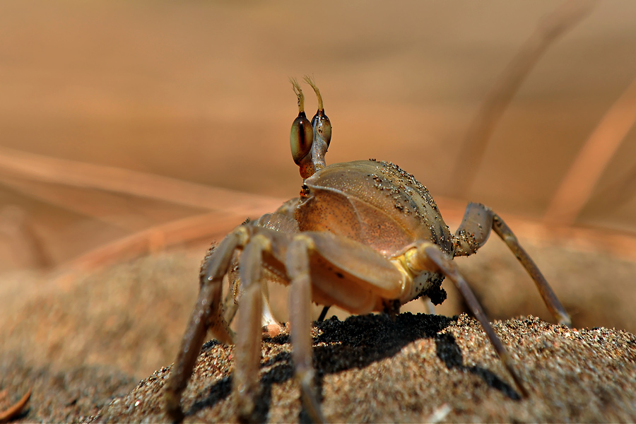 Krab
