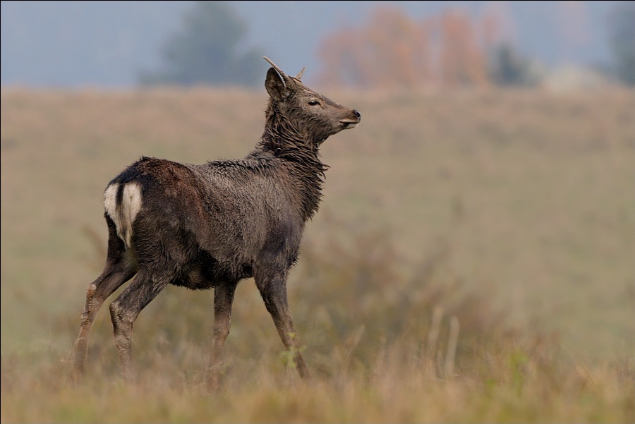 Sika dybowského