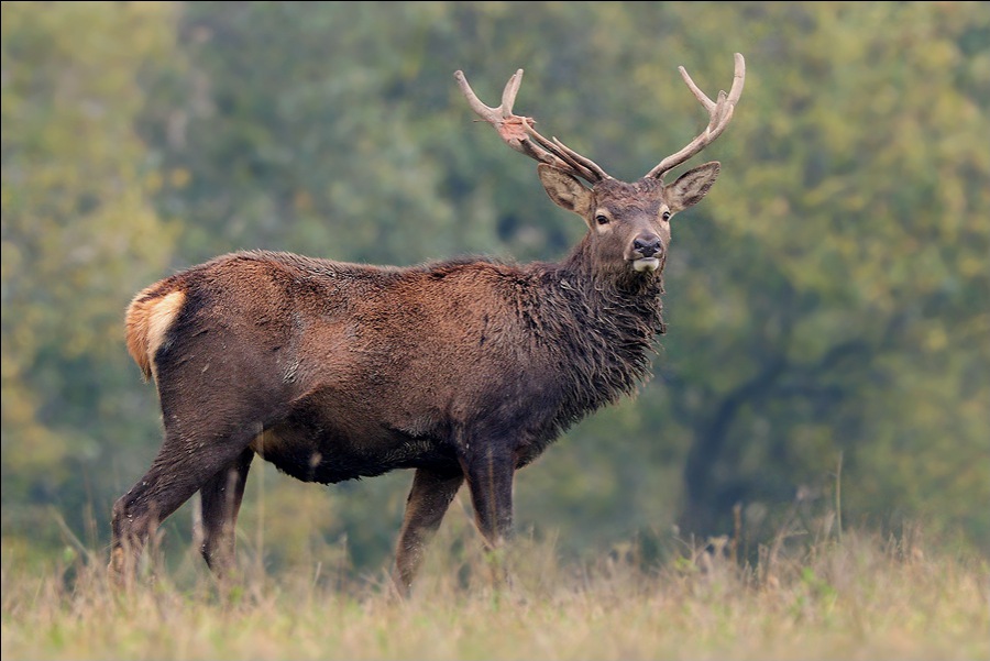 Sika dybowského